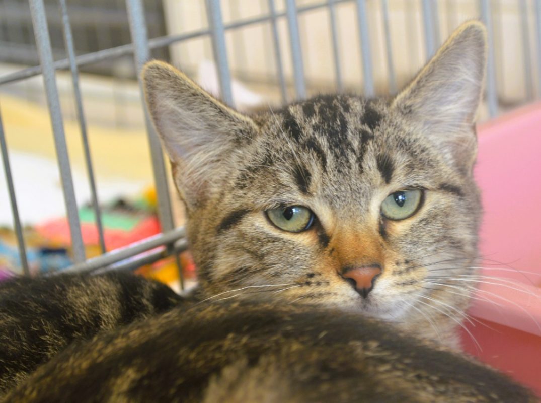 Bora - Chat Européen à adopter
