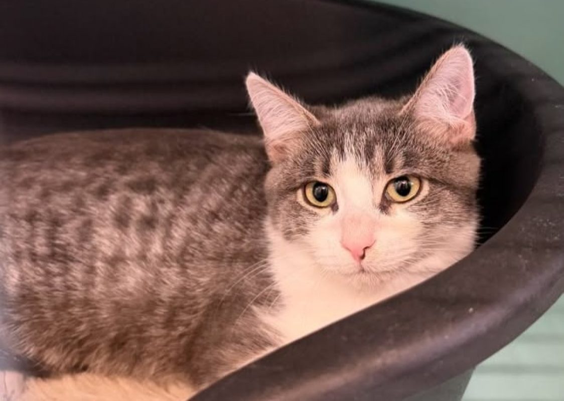 Jumanji - Chat Européen à adopter