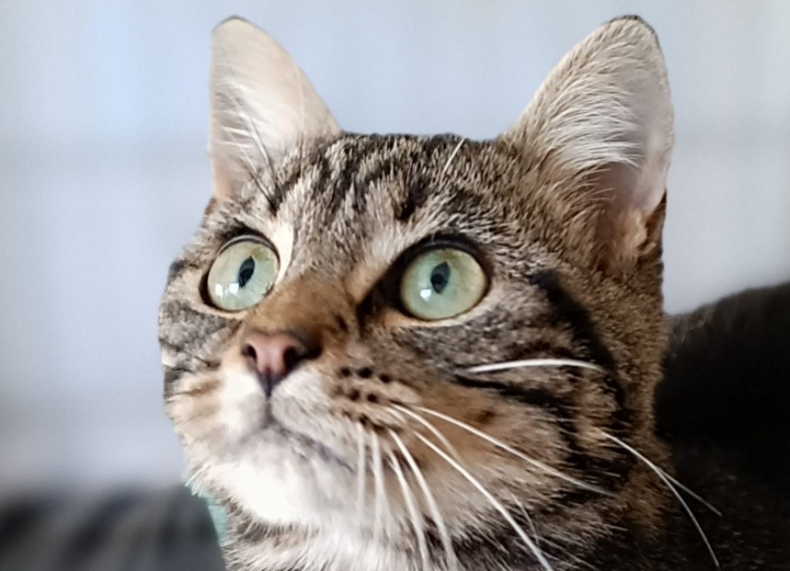 Vici - Chat Européen à adopter