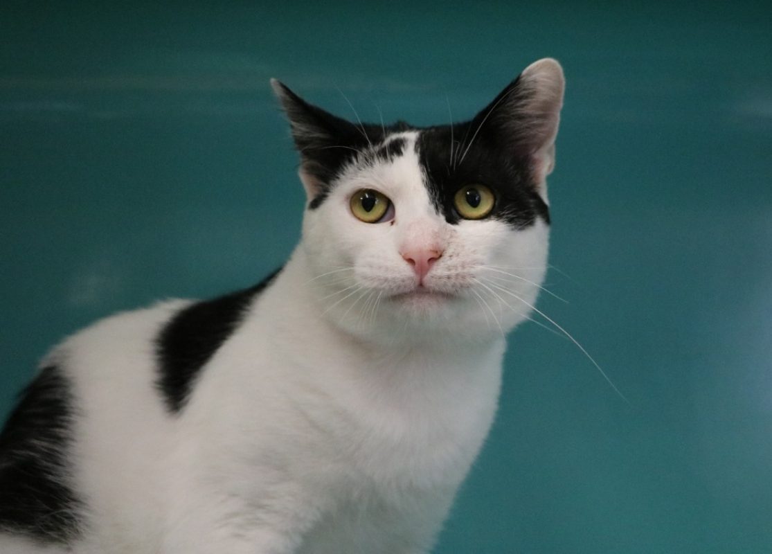 Bianco - Chat Européen à adopter
