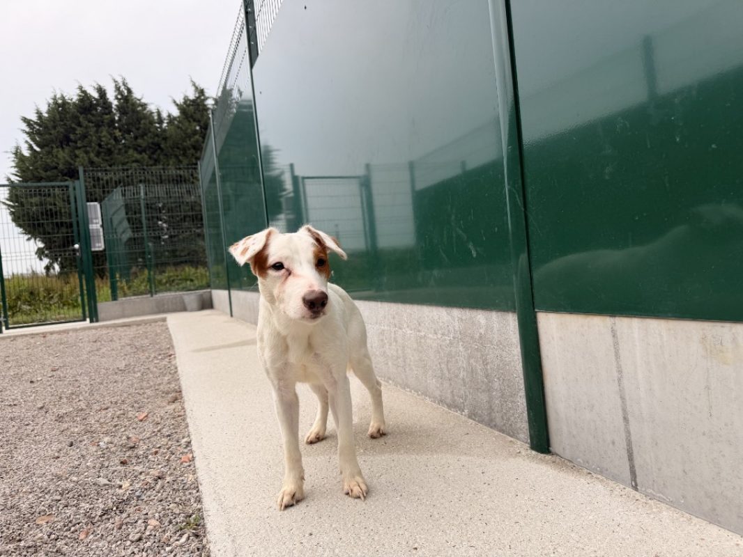 Sparrow - Chien à adopter