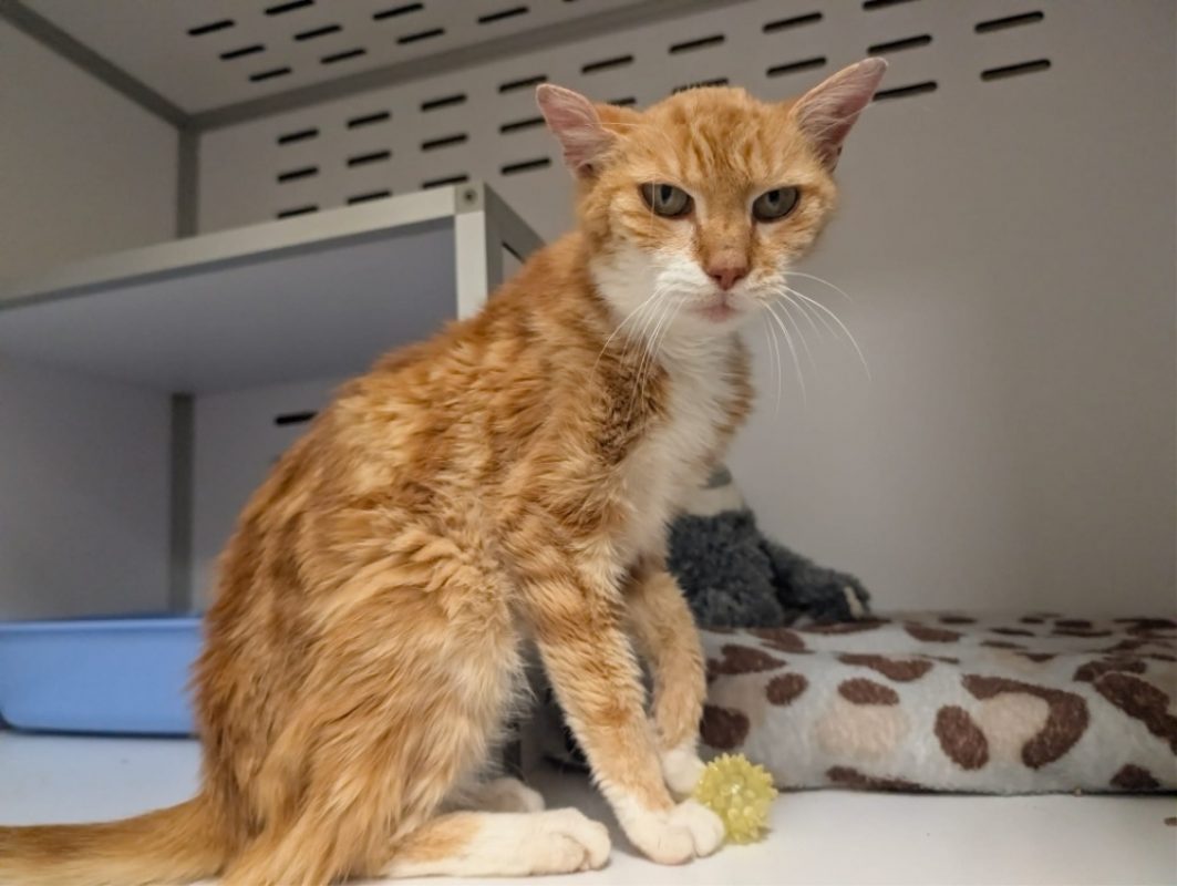 Horacio - Chat à adopter