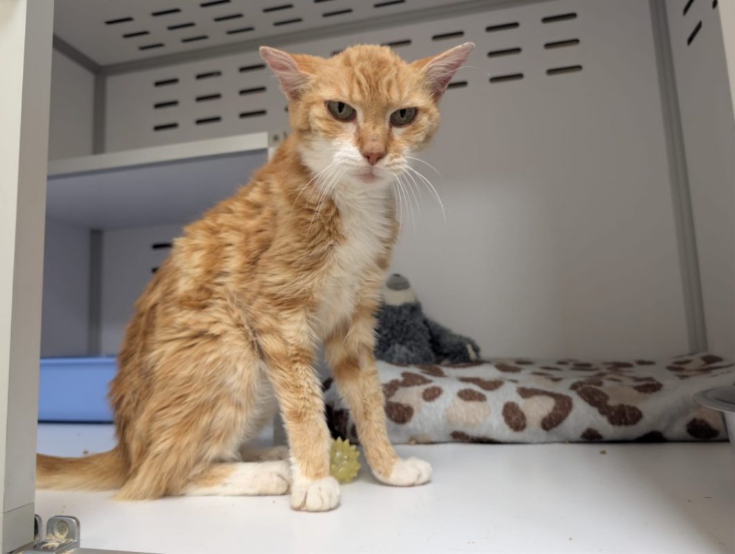 Horacio - Chat à adopter - photo 3