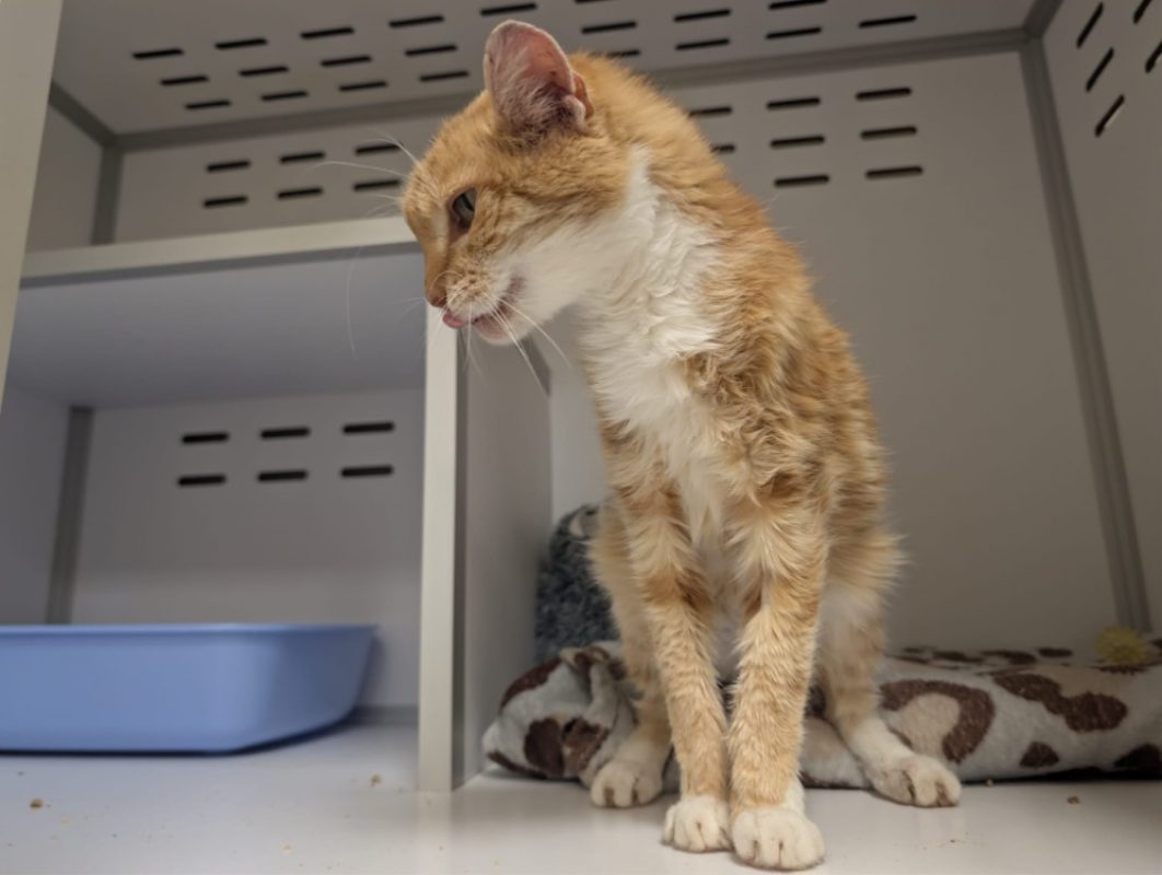 Horacio - Chat à adopter - photo 4