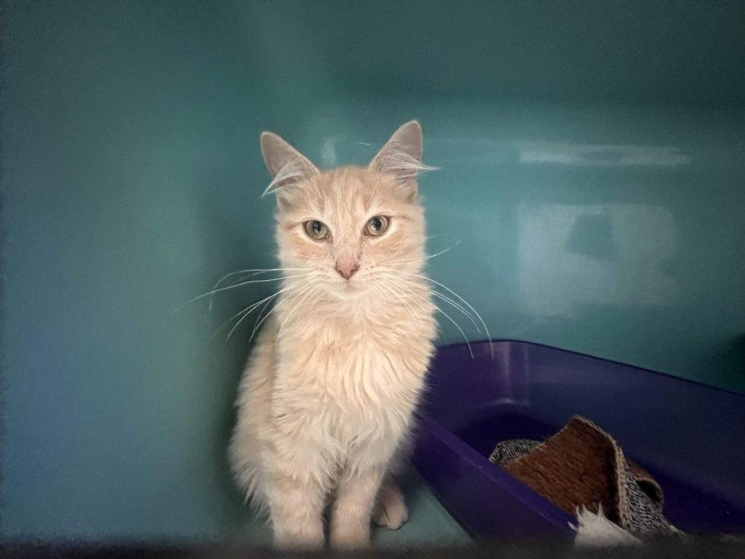 Carambar a trouve sa famille - Chat Européen à adopter