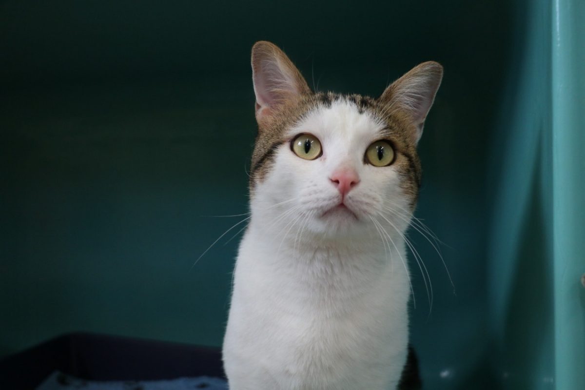 Turin - Chat Européen à adopter