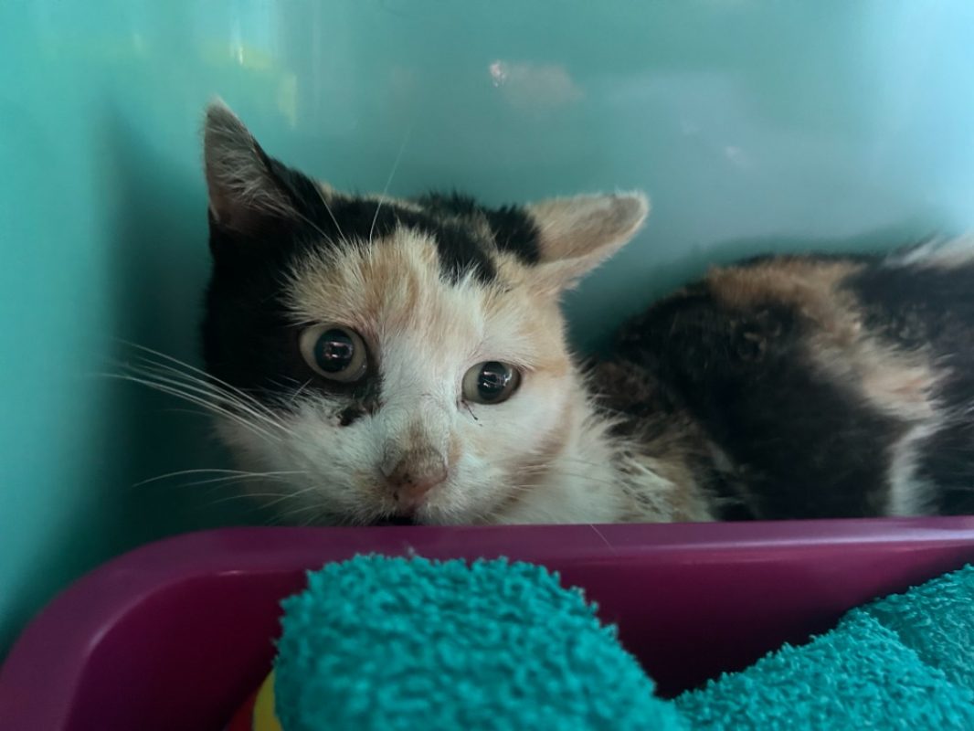 Babylone - Chat Européen à adopter