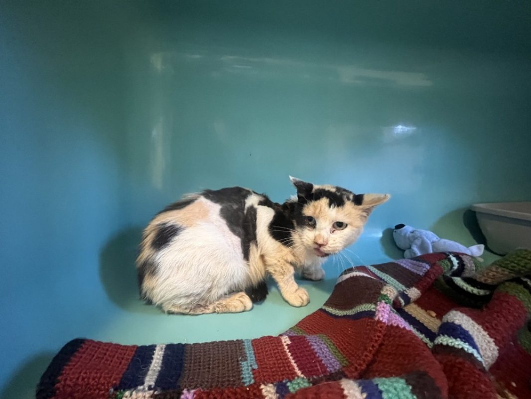 Babylone - Chat Européen à adopter - photo 2