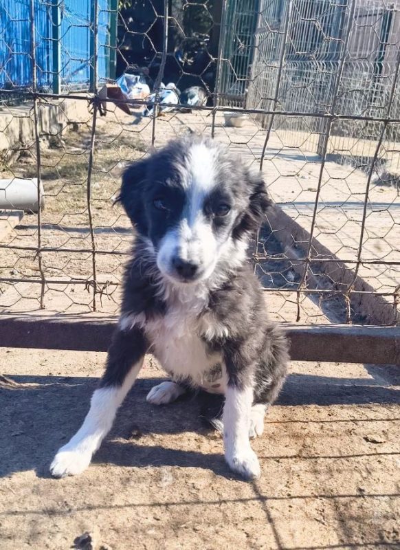 Nesta - Chien à adopter