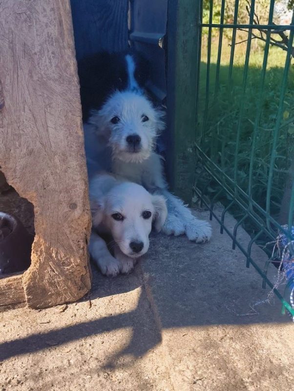 Nesta - Chien à adopter - photo 3