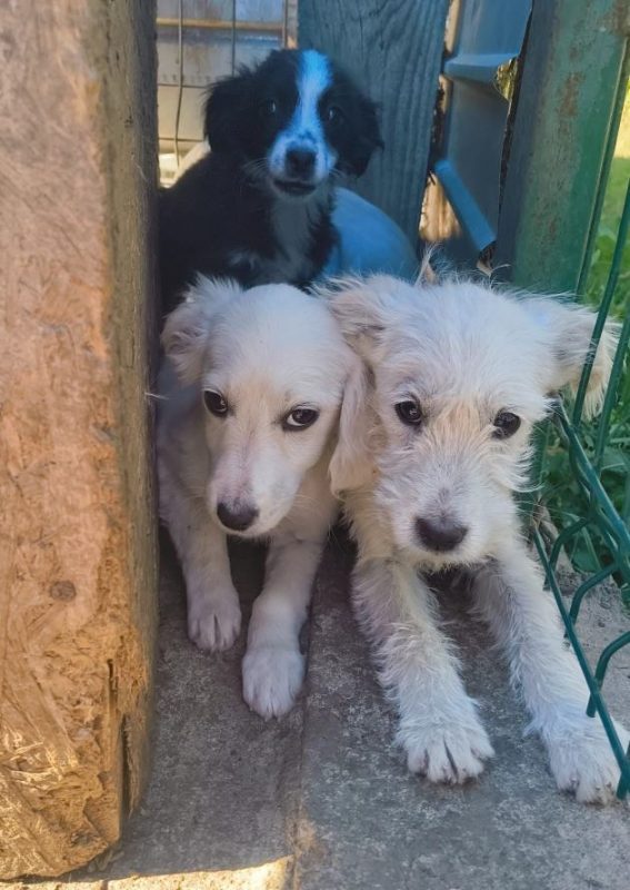 Nesta - Chien à adopter - photo 2