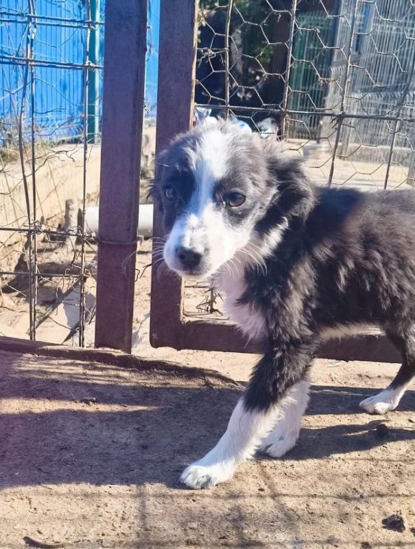Nesta - Chien à adopter - photo 4