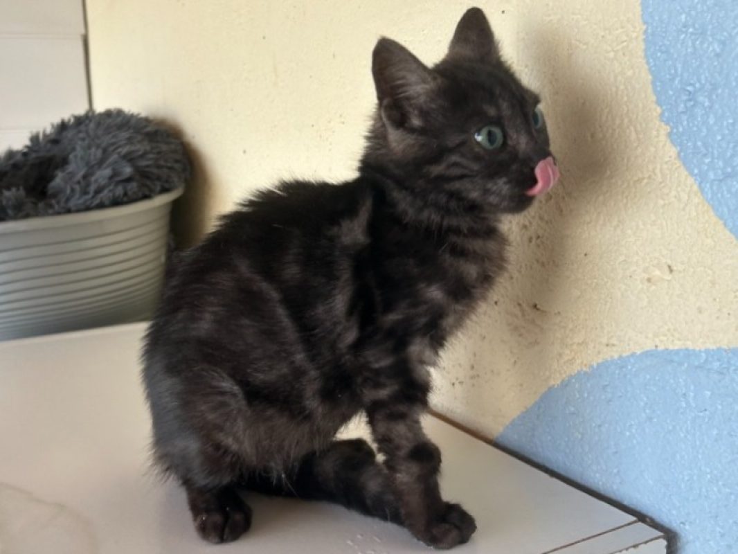 Emeraude a trouve sa famille - Chat Européen à adopter