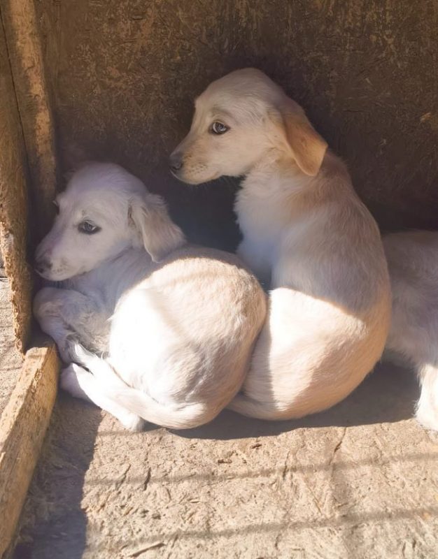 Crema - Chien à adopter - photo 5