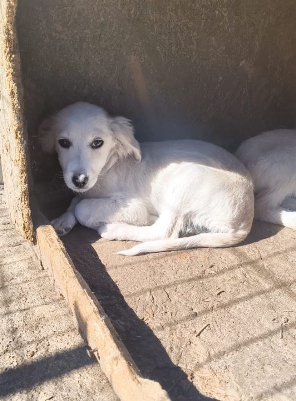 Crema - Chien à adopter