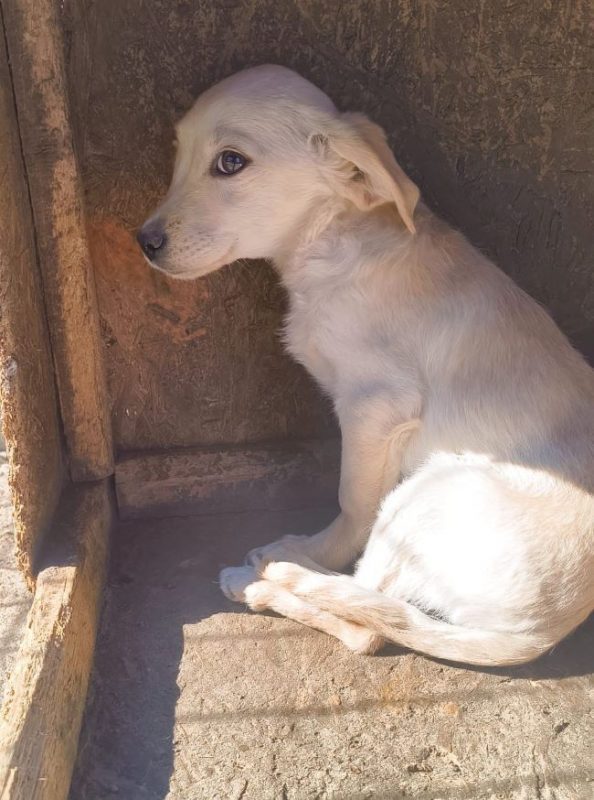 Vesper - Chien à adopter