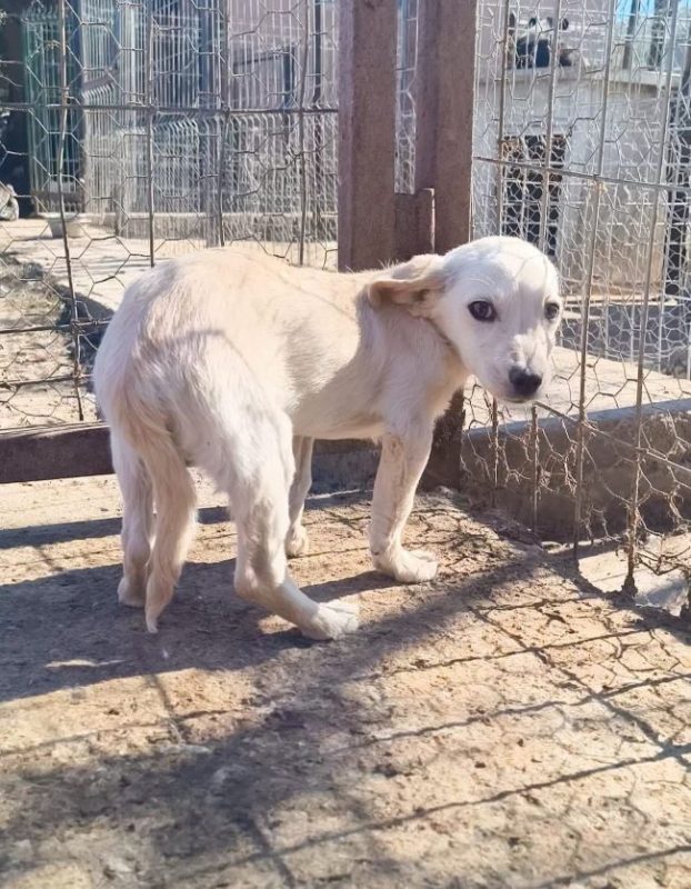 Vesper - Chien à adopter - photo 3