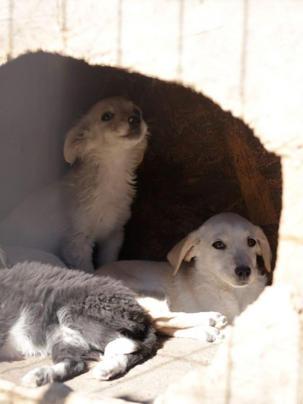 Aspen - Chien à adopter - photo 2