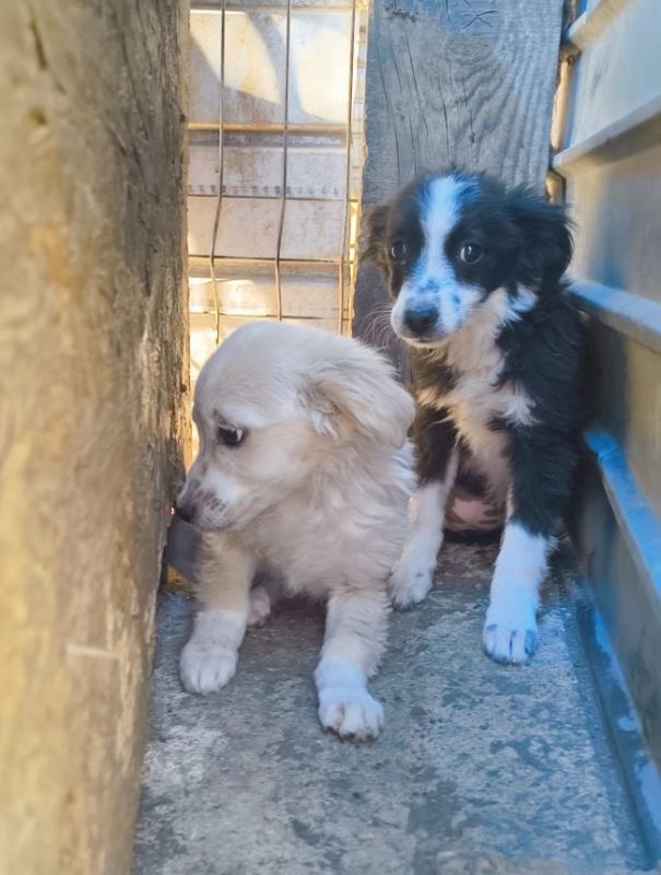 Aspen - Chien à adopter