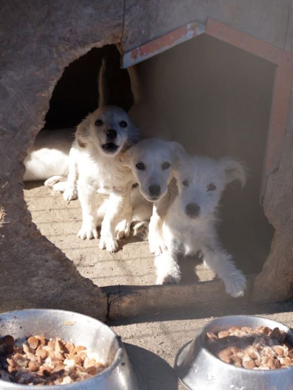 Aspen - Chien à adopter - photo 4