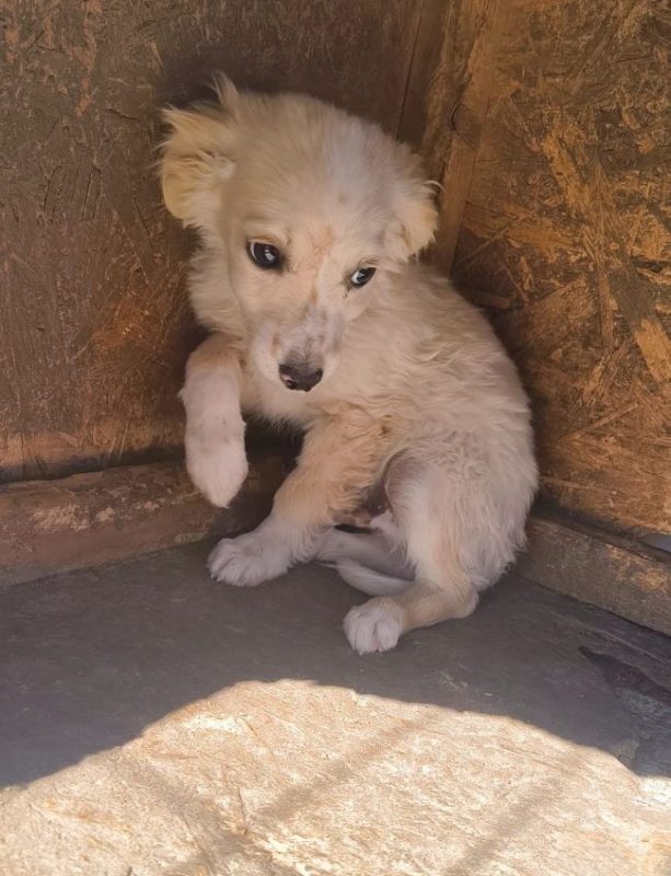 Aspen - Chien à adopter - photo 3