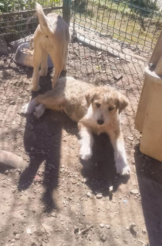 Fedor - Chien à adopter - photo 3