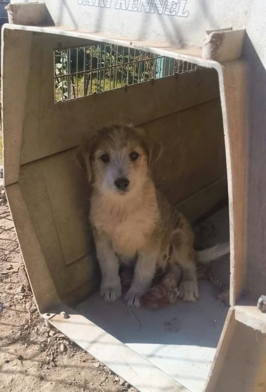 Fedor - Chien à adopter - photo 4