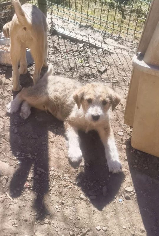 Fedor - Chien à adopter