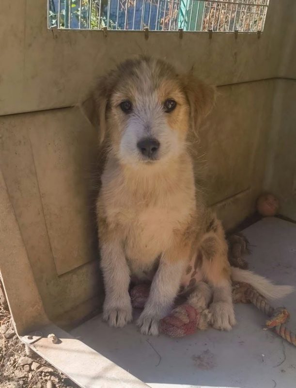Fedor - Chien à adopter - photo 2