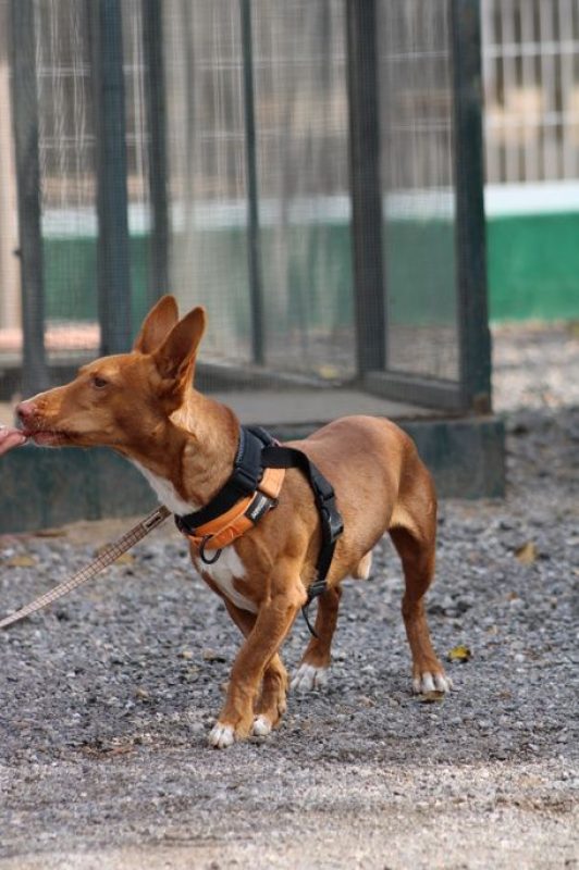 CHENCHO - Chien à adopter - photo 6