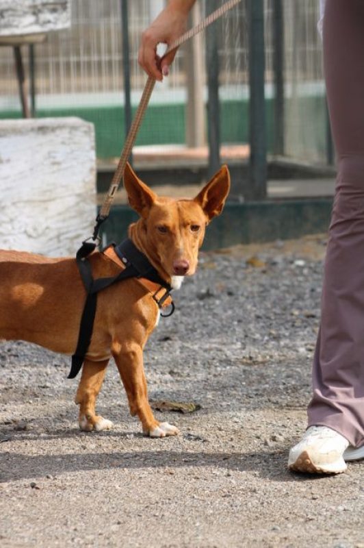 CHENCHO - Chien à adopter - photo 7