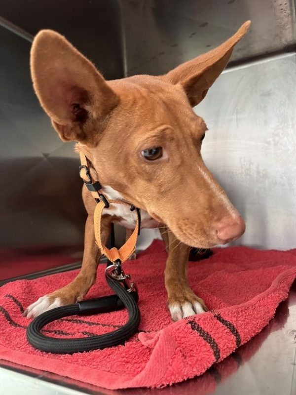 CHENCHO - Chien à adopter - photo 3