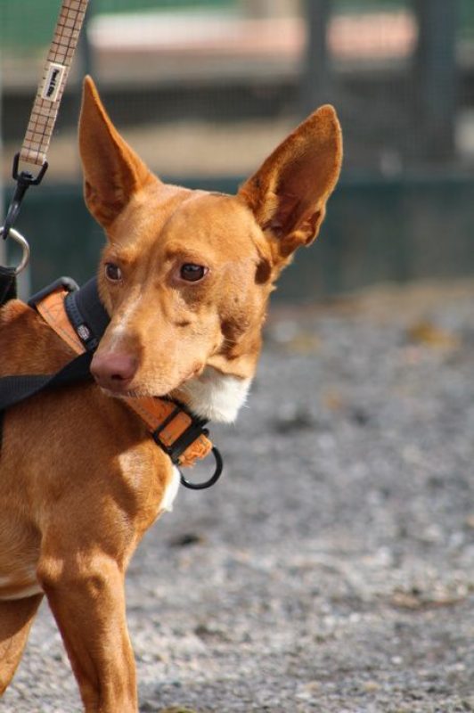 CHENCHO - Chien à adopter - photo 2