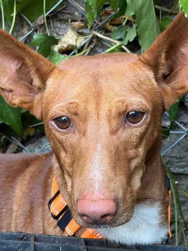 CHENCHO - Chien à adopter - photo 5