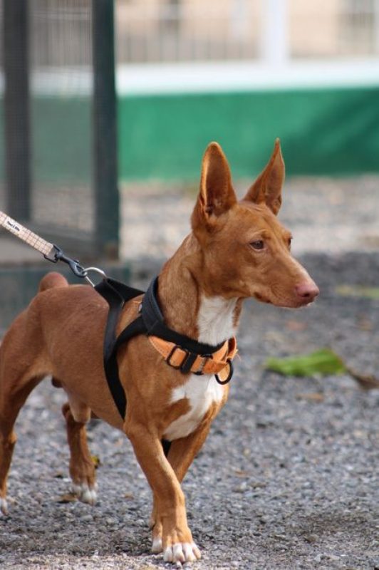 CHENCHO - Chien à adopter