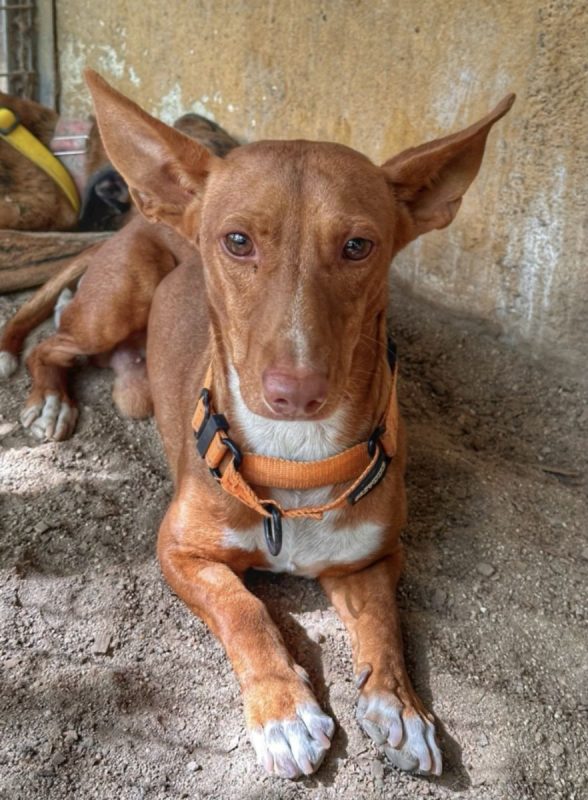 CHENCHO - Chien à adopter - photo 4