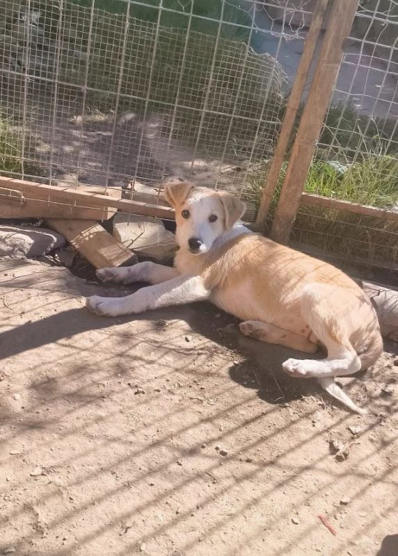 Floconille - Chien à adopter - photo 4