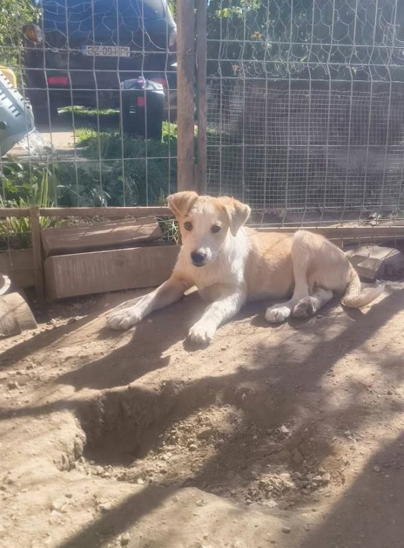 Floconille - Chien à adopter - photo 2