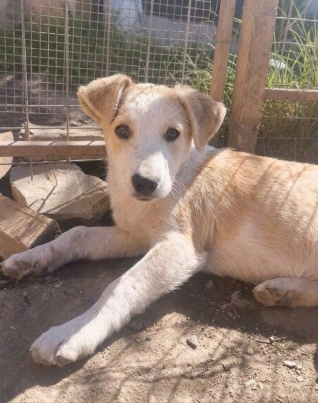 Floconille - Chien à adopter