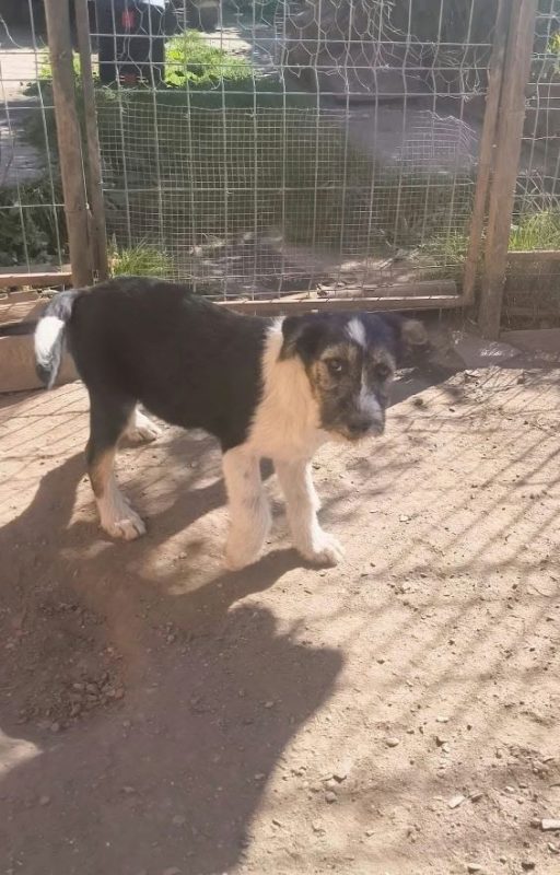 Farfelune - Chien à adopter