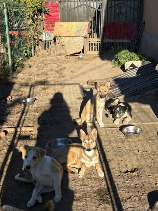Farfelune - Chien à adopter - photo 4