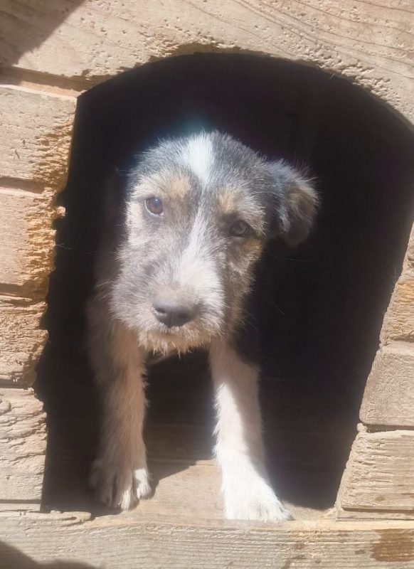 Farfelune - Chien à adopter - photo 2