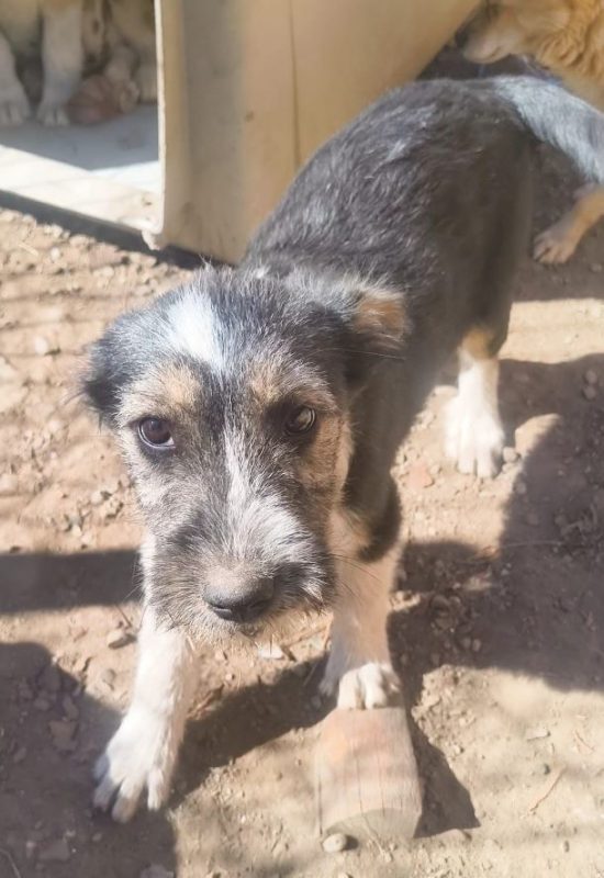 Farfelune - Chien à adopter - photo 3