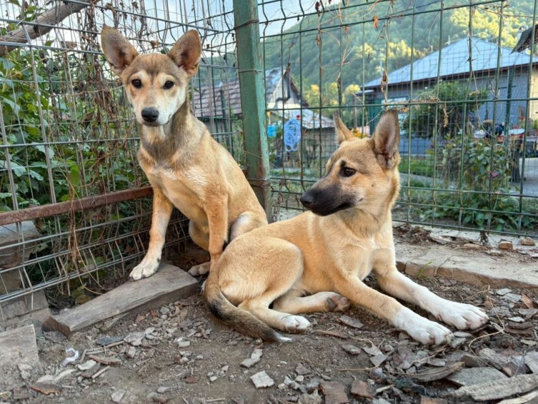 Valentina - Chien à adopter - photo 3