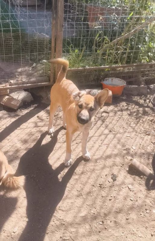 Valentina - Chien à adopter