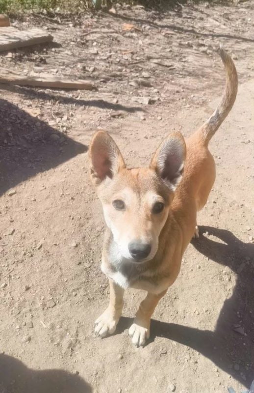 Chiara - Chien à adopter