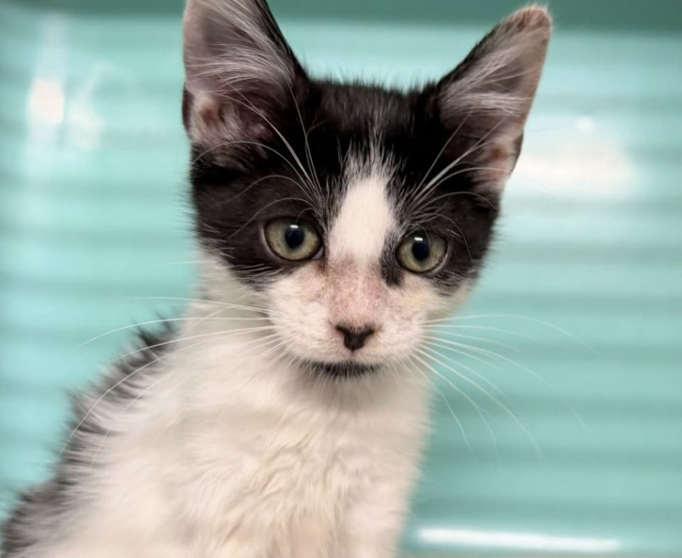 Loupiot - Chat Européen à adopter