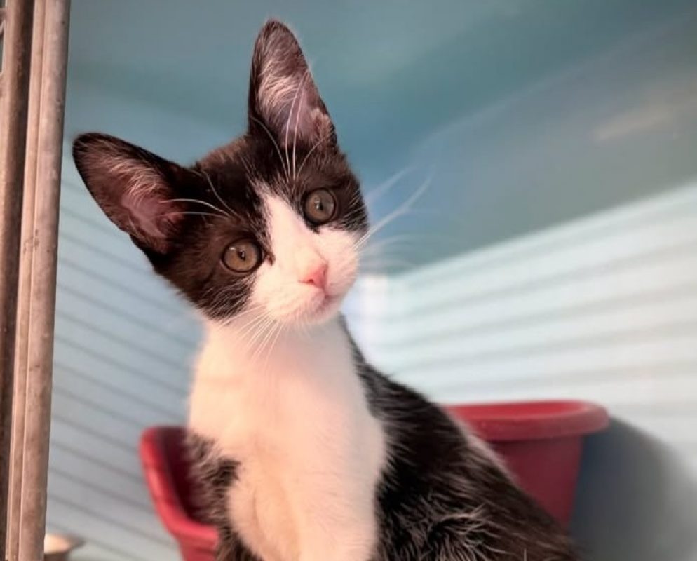Petiot - Chat Européen à adopter