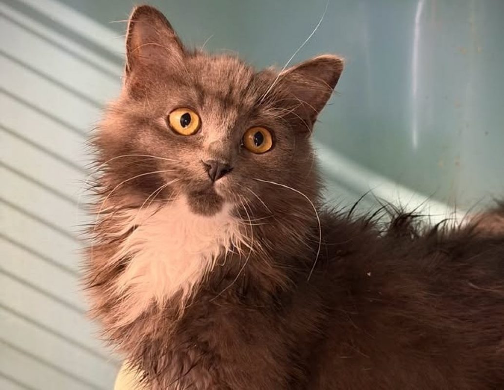 Tartine - Chat Européen à adopter