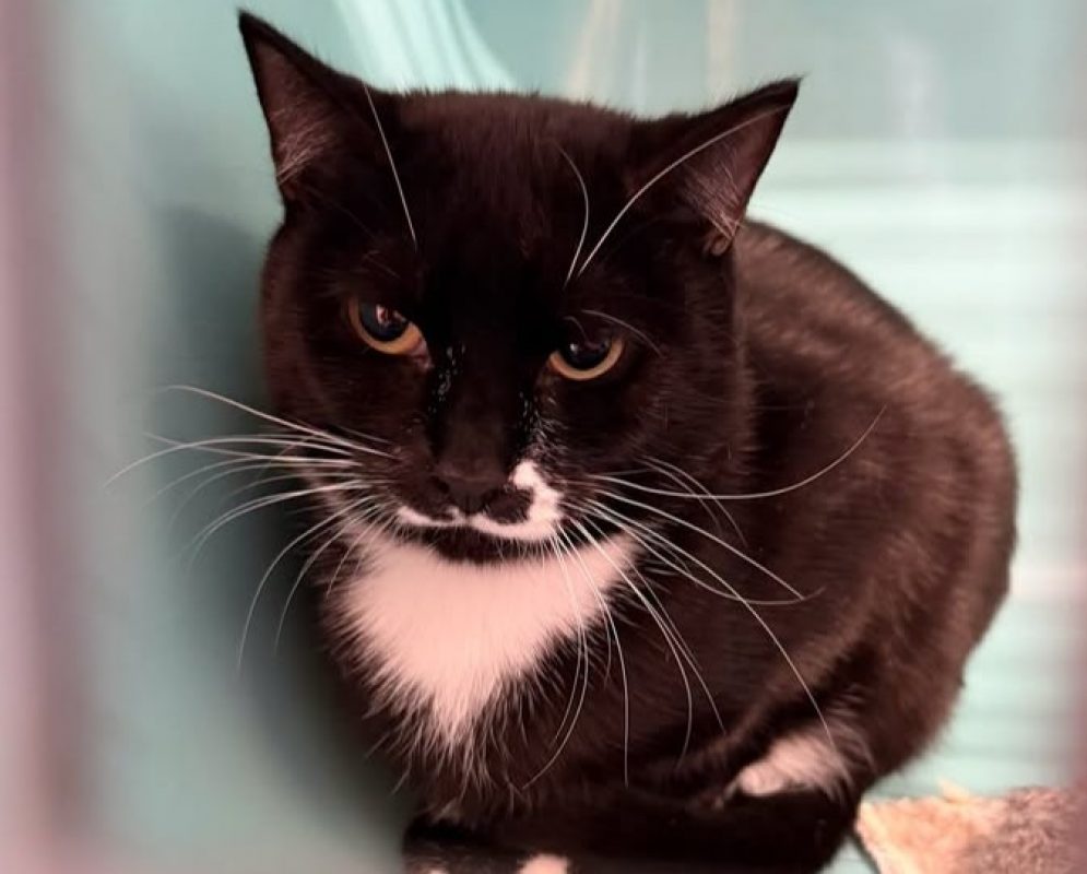 Arbalette - Chat Européen à adopter